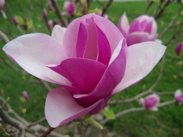 Mộc Lan l&agrave; lo&agrave;i 13Win19 thể thao, đá gà, bắn cá, game bài, nổ hũ thuộc họ Magnoliaceae, ph&acirc;n bố rải r&aacute;c ở khắp mọi nơi tr&ecirc;n Thế Giới. Ảnh minh họa