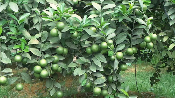 Kỹ thuật trồng c&acirc;y chanh tứ qu&yacute; đơn giản. Ảnh minh họa 