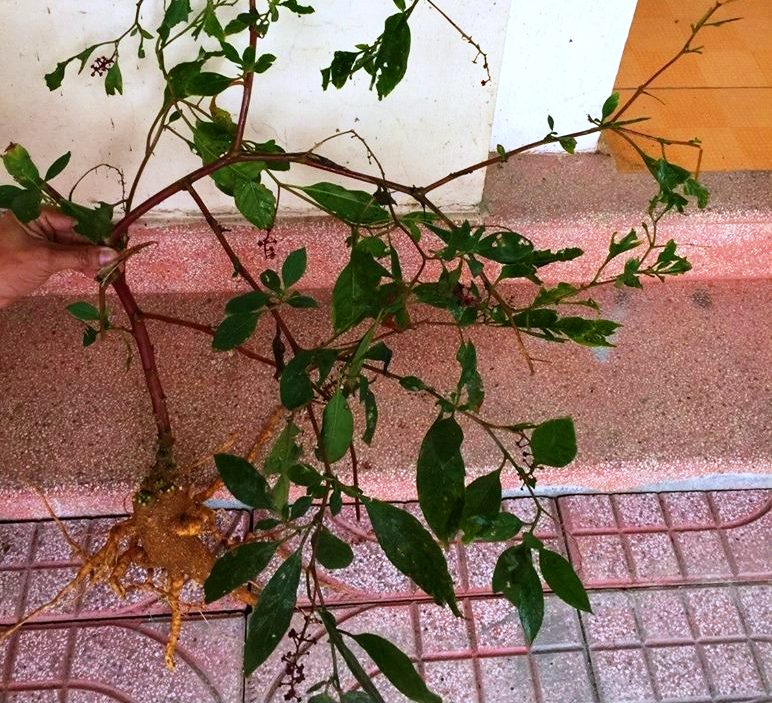 C&acirc;y s&acirc;m lạ m&agrave; bệnh nh&acirc;n Ng ăn. 