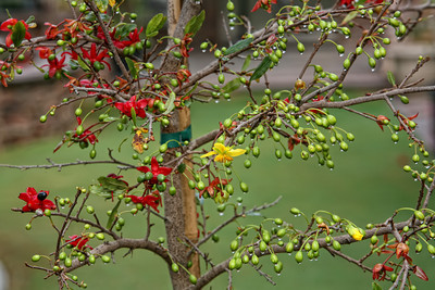  Kỹ thuật trồng c&acirc;y mai tứ qu&yacute; c&oacute; thể bằng c&aacute;ch gieo hạt. Ảnh minh họa