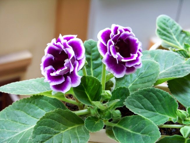 Kỹ thuật trồng c&acirc;y hoa chu&ocirc;ng t&igrave;nh y&ecirc;u kh&aacute; kh&oacute; khăn. Ảnh minh họa