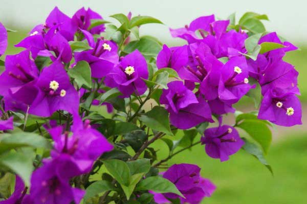 Hoa giấy c&oacute; &yacute; nghĩa xua đuổi, ngăn chặn kh&iacute; hung v&agrave; mang may mắn cho gia chủ. Ảnh minh họa 