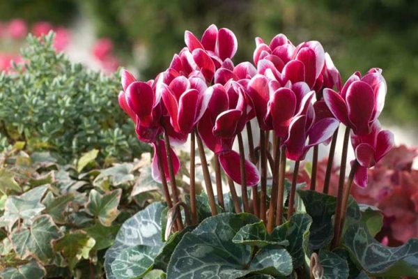 Chăm s&oacute;c hoa anh thảo phải ch&uacute; &yacute; tới kh&acirc;u tưới nước. Ảnh minh họa 