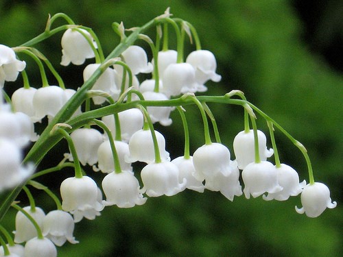 Hoa lan chu&ocirc;ng cũng lọt v&agrave;o danh s&aacute;ch c&aacute;c lo&agrave;i hoa chứa độc rất nguy hiểm. Ảnh minh họa 