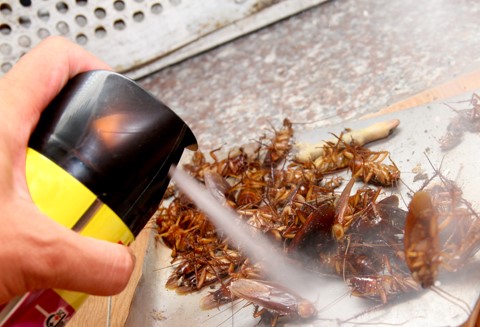  Thuốc xịt c&ocirc;n tr&ugrave;ng c&oacute; nguy cơ g&acirc;y bệnh m&aacute;u trắng. Ảnh minh họa