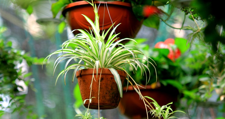 C&acirc;y d&acirc;y nhện ch&iacute;nh l&agrave; một trong những ''vũ kh&iacute;'' lọc &ocirc; nhiễm trong nh&agrave; cực tốt. Ảnh minh họa 