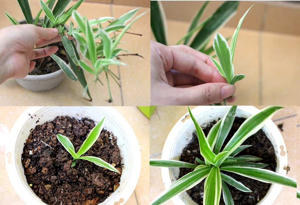 C&acirc;y d&acirc;y nhện kh&ocirc;ng k&eacute;n đất n&ecirc;n kỹ thuật trồng rất đơn giản. Ảnh minh họa