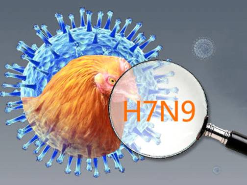  Bộ Y tế khuyến c&aacute;o người d&acirc;n kh&ocirc;ng n&ecirc;n lơ l&agrave; dịch c&uacute;m H7N9. Ảnh minh họa