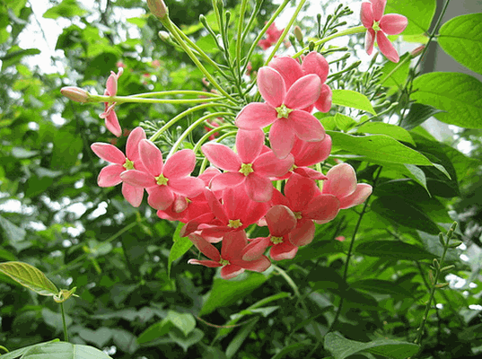 Kỹ thuật trồng c&acirc;y sử qu&acirc;n tử c&oacute; thể bằng gieo hạt hay gi&acirc;m c&agrave;nh. Ảnh minh họa