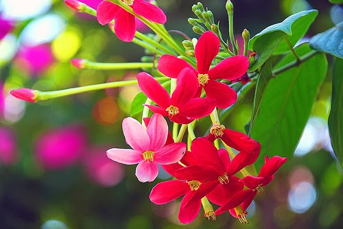 Chăm s&oacute;c hoa sử qu&acirc;n tử cần phải tưới nhiều nước. Ảnh minh họa 