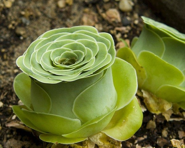 Kỹ thuật trồng c&acirc;y hoa sen đ&aacute; kh&ocirc;ng cần phải cầu kỳ chăm s&oacute;c. Ảnh minh họa 