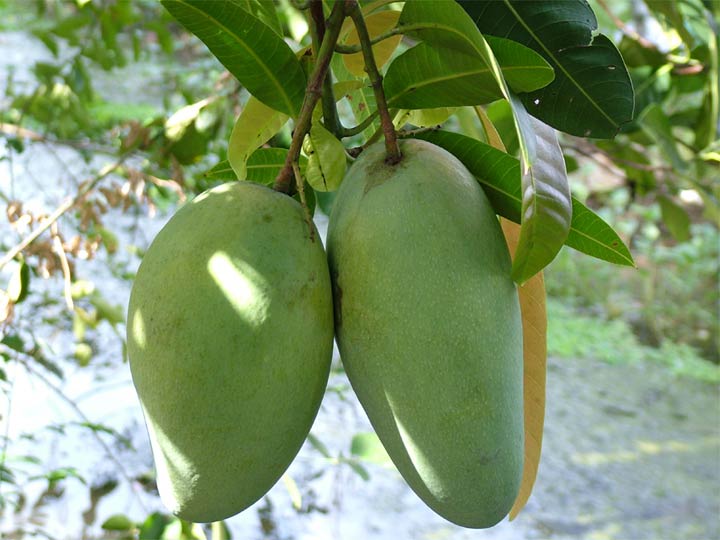Xo&agrave;i th&aacute;i l&agrave; giống xo&agrave;i ăn xanh được nhập từ Th&aacute;i Lan được nhiều người d&acirc;n th&iacute;ch trồng. Ảnh minh họa 