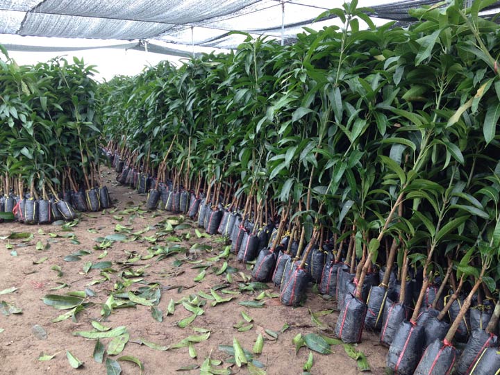 Kỹ thuật trồng xo&agrave;i th&aacute;i cần đặc biệt ch&uacute; &yacute; tới kh&acirc;u chọn giống. Ảnh minh họa