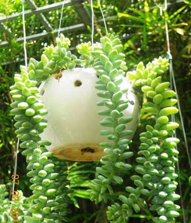 Kỹ thuật trồng c&acirc;y chuỗi ngọc bi chỉ cần ch&uacute; &yacute; tới điều kiện thời tiết. Ảnh minh họa