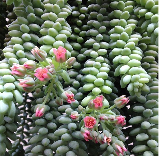 Kỹ thuật trồng c&acirc;y chuỗi ngọc bi kh&ocirc;ng qu&aacute; cầu kỳ trong kh&acirc;u chăm s&oacute;c. Ảnh minh họa 
