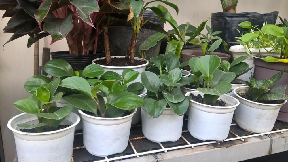 Trồng c&acirc;y Trường sinh trong văn ph&ograve;ng để thanh lọc kh&ocirc;ng kh&iacute; v&agrave; mang may mắn cho gia chủ. Ảnh minh họa
