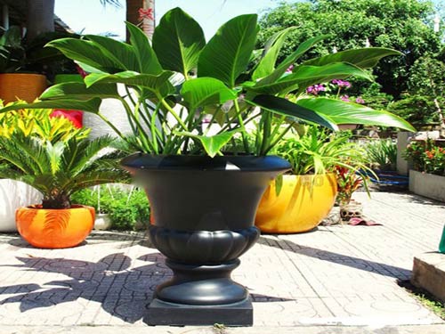 C&acirc;y Đế Vương thuộc họ trầu b&agrave;, th&iacute;ch hợp m&ocirc;i trường thiếu nắng. Ảnh minh họa 