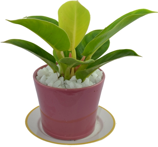 Kỹ thuật trồng c&acirc;y Đế Vương rất dễ v&agrave; kh&ocirc;ng mất nhiều c&ocirc;ng chăm s&oacute;c. Ảnh minh họa 