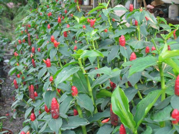  Trồng c&acirc;y Ph&uacute;c Lộc Thọ sẽ mang đến nhiều t&agrave;i lộc, may mắn. Ảnh minh họa