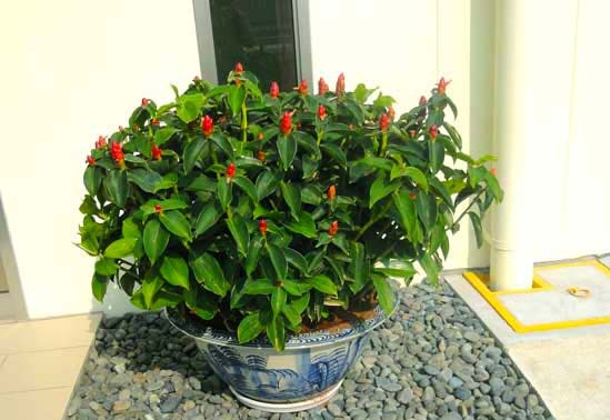 Kỹ thuật trồng v&agrave; chăm s&oacute;c c&acirc;y Ph&uacute;c Lộc Thọ lại rất dễ kh&ocirc;ng mất nhiều c&ocirc;ng chăm s&oacute;c. Ảnh minh họa 