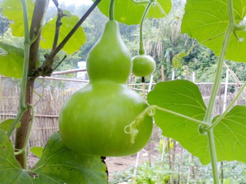 Sau 1 th&aacute;ng kể từ khi trồng, bầu hồ l&ocirc; sẽ cho ra hoa v&agrave; đậu tr&aacute;i. Ảnh minh họa 