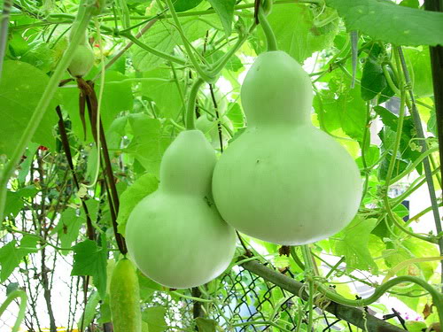 Kỹ thuật trồng c&acirc;y bầu hồ l&ocirc; c&oacute; thể trồng được quanh năm 