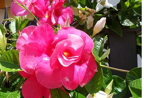 Hoa Hồng Anh c&oacute; m&agrave;u hồng từ nhạt đến đậm v&agrave; c&oacute; giống hoa m&agrave;u đỏ, m&agrave;u trắng với phần trung t&acirc;m m&agrave;u v&agrave;ng rất đẹp. Ảnh minh họa 
