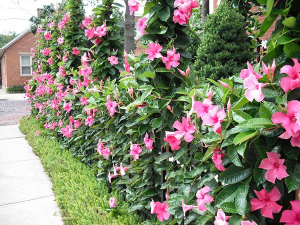 Kỹ thuật trồng c&acirc;y hoa Hồng Anh c&oacute; thể &aacute;p dụng như gi&acirc;m c&agrave;nh, trồng bầu c&acirc;y. Ảnh minh họa