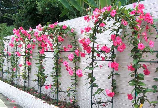 Hoa Hồng Anh c&oacute; m&agrave;u sắc tươi s&aacute;ng, d&aacute;ng d&acirc;y đẹp n&ecirc;n được t&ocirc;n l&agrave; ho&agrave;ng hậu của c&aacute;c loại d&acirc;y leo. Ảnh minh họa