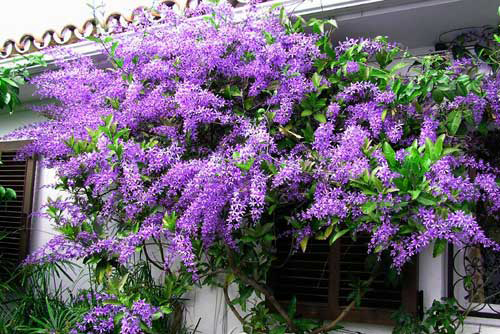 Kỹ thuật trồng c&acirc;y Mai xanh c&oacute; thể tiến h&agrave;nh ở nhiều nơi như leo bờ r&agrave;o, bờ tường, hoặc tr&ecirc;n ban c&ocirc;ng. Ảnh minh họa