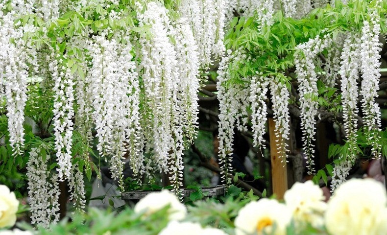Kỹ thuật trồng c&acirc;y hoa Tử Đằng th&iacute;ch hợp nhất v&agrave;o đầu m&ugrave;a h&egrave;. Ảnh minh họa