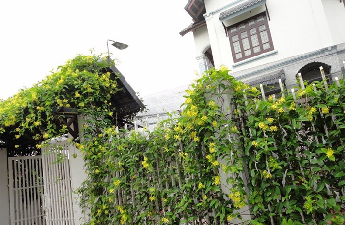 C&acirc;y Mai ho&agrave;ng yến ưa s&aacute;ng, c&agrave;ng nhiều nắng c&acirc;y c&agrave;ng sai hoa v&agrave; rực rỡ hơn. Ảnh minh họa