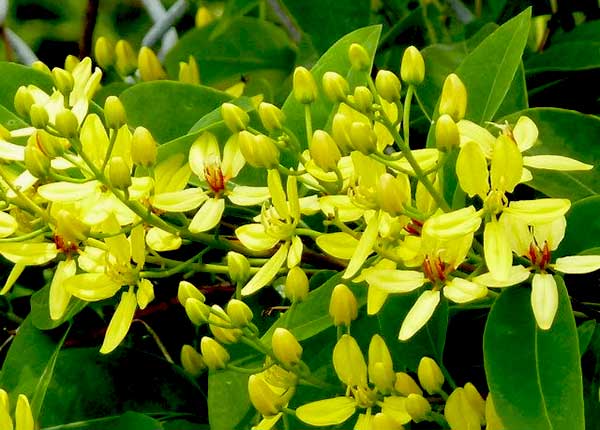 Từng nụ hoa Mai ho&agrave;ng yến nở tung rực rỡ thu h&uacute;t mọi &aacute;nh nh&igrave;n. Ảnh minh họa 