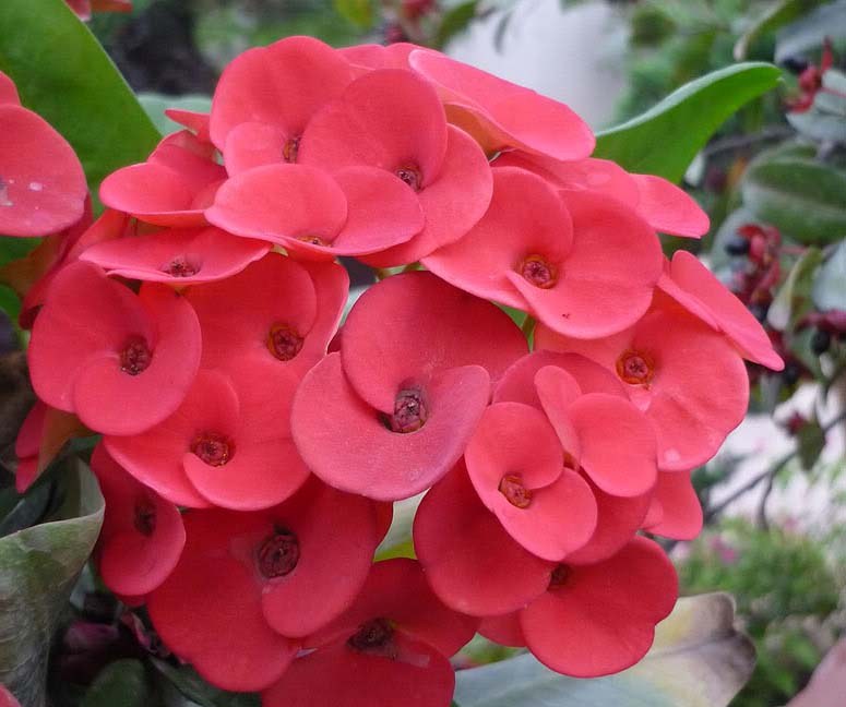 Xương Rồng B&aacute;t Ti&ecirc;n mang lại sự c&aacute;t tường, may mắn cho gia chủ. Ảnh minh họa