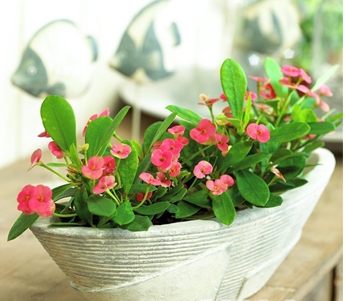 C&acirc;y Xương Rồng B&aacute;t Ti&ecirc;n thường bị s&acirc;u đốm l&aacute;, thối nhũn người trồng cần lưu &yacute; nếu kh&ocirc;ng c&acirc;y sẽ chết. Ảnh minh họa