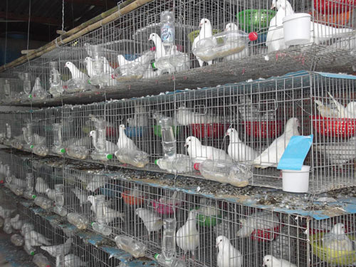 Muốn chim đẻ đều, tỷ lệ nở cao, con khỏe, nu&ocirc;i ch&oacute;ng lớn th&igrave; cần cho chim ăn đầy đủ. Ảnh minh họa 