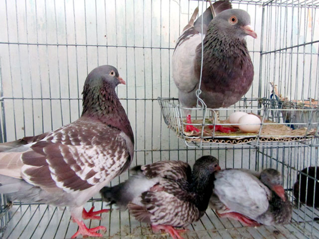 Kỹ thuật nu&ocirc;i Chim bồ c&acirc;u sinh sản, ấp trứng cần phải s&aacute;t sao nếu kh&ocirc;ng chim hay l&agrave;m bể trứng. Ảnh minh họa 
