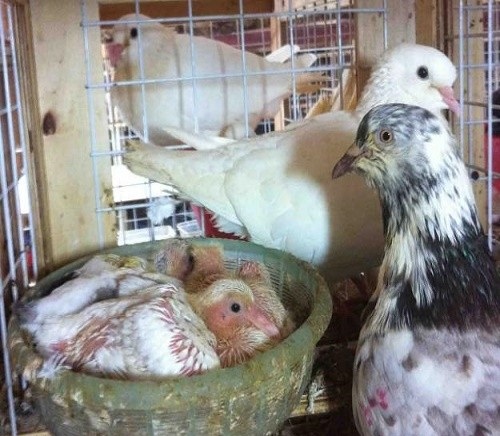 Kỹ thuật nu&ocirc;i Chim bồ c&acirc;u sinh sản chỉ mất 6 th&aacute;ng l&agrave; ch&uacute;ng bắt đầu sinh sản. Ảnh minh họa