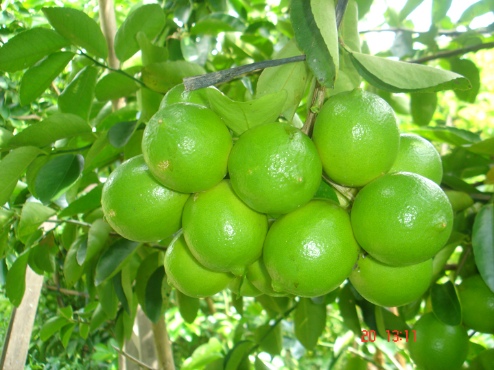 Trong kỹ thuật trồng c&acirc;y chanh kh&ocirc;ng hạt đạt hiệu quả cao th&igrave; việc ph&ograve;ng bệnh cũng hết sức quan trọng. Ảnh minh họa