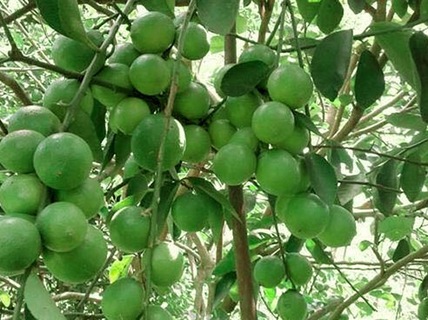 Kỹ thuật trồng c&acirc;y Chanh kh&ocirc;ng hạt c&oacute; thể bằng c&aacute;ch gieo hạt hoặc gh&eacute;p c&agrave;nh. Ảnh minh họa 