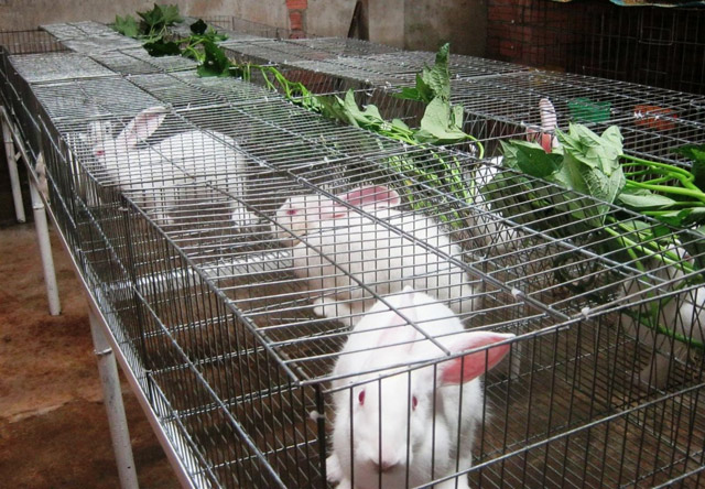 Để c&oacute; m&ocirc; h&igrave;nh nu&ocirc;i thỏ mang lại hiệu quả thực sự cần phải nắm vững c&aacute;c bước kỹ thuật nu&ocirc;i thỏ thịt. Ảnh minh họa 