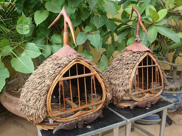 Kỹ thuật nu&ocirc;i Chim Cu g&aacute;y phải thật sự ki&ecirc;n nhẫn mới tạo ra được những ch&uacute; chim khỏe mạnh, g&aacute;y hay. Ảnh minh họa 