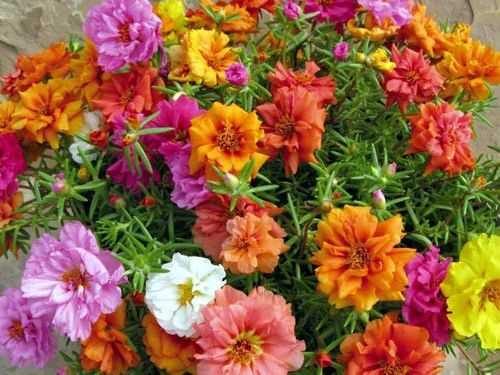 Để c&acirc;y hoa Mười giờ Mỹ lu&ocirc;n nở hoa rực rỡ cần phải c&oacute; kỹ thuật trồng c&acirc;y v&agrave; chăm s&oacute;c đ&uacute;ng c&aacute;ch. Ảnh minh họa