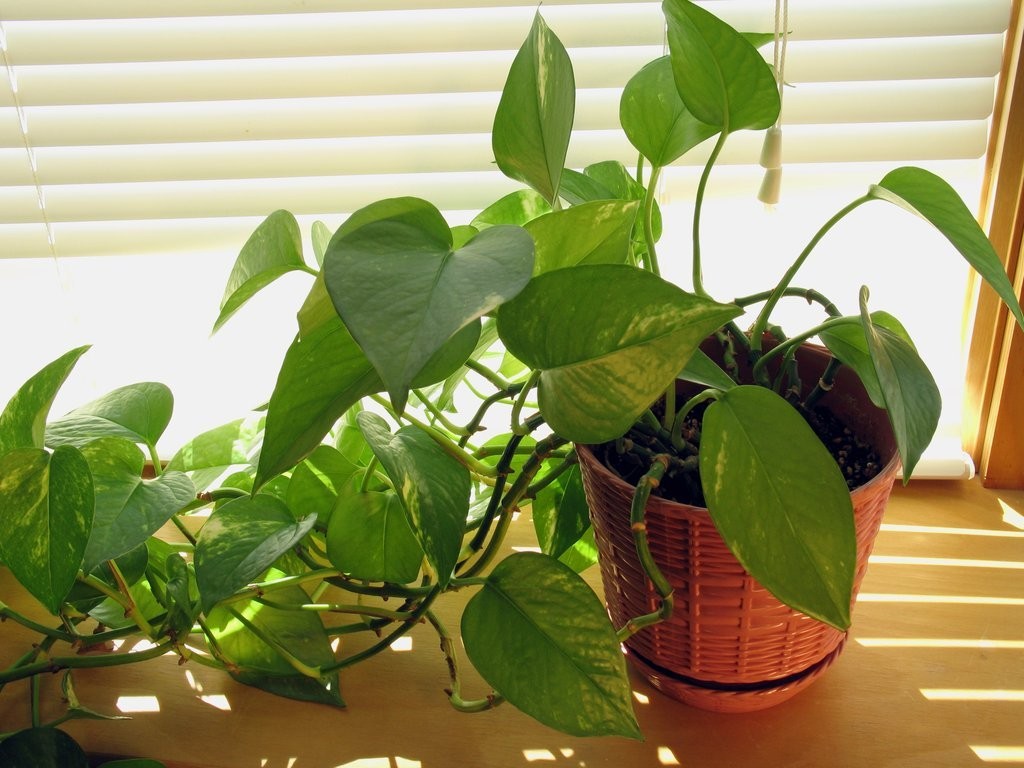 Kỹ thuật trồng c&acirc;y Trầu B&agrave; bằng 2 phương ph&aacute;p l&agrave; thủy sinh v&agrave; thủy canh. Ảnh minh họa 