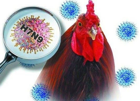 Dịch c&uacute;m vi r&uacute;t A/H7N9 đang ho&agrave;nh h&agrave;nh ở Trung Quốc v&agrave; nguy cơ lớn sang Việt Nam. Ảnh minh họa 