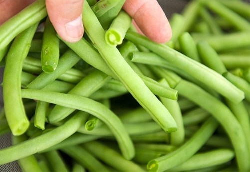 Trồng c&acirc;y đậu c&ocirc; ve khoảng gần 2 th&aacute;ng c&oacute; thể cho thu hoạch. Ảnh minh họa