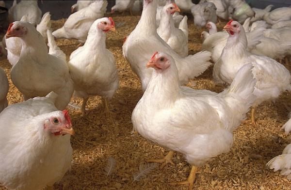 Thịt g&agrave; c&ocirc;ng nghiệp được nu&ocirc;i kh&aacute;ng sinh tiềm ẩn nhiều nguy cơ. Ảnh minh họa 