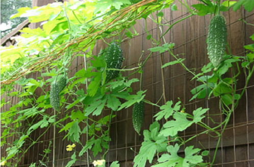 Kỹ thuật trồng c&acirc;y mướp đắng tr&ecirc;n s&acirc;n thượng chỉ cần bỏ ch&uacute;t c&ocirc;ng chăm s&oacute;c l&agrave; bạn c&oacute; được vườn rau đẹp tại nh&agrave;. Ảnh minh họa 