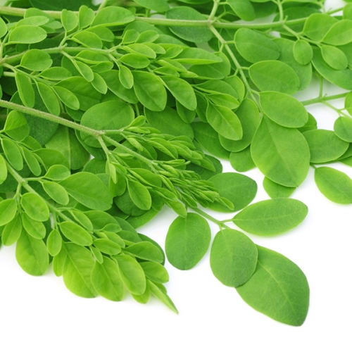 Rau ch&ugrave;m ng&acirc;y rất tốt cho 13Win19 ưu đãi hấp dẫn nhưng lại v&ocirc; c&ugrave;ng độc hại đối với phụ nữ mang thai. Ảnh minh họa