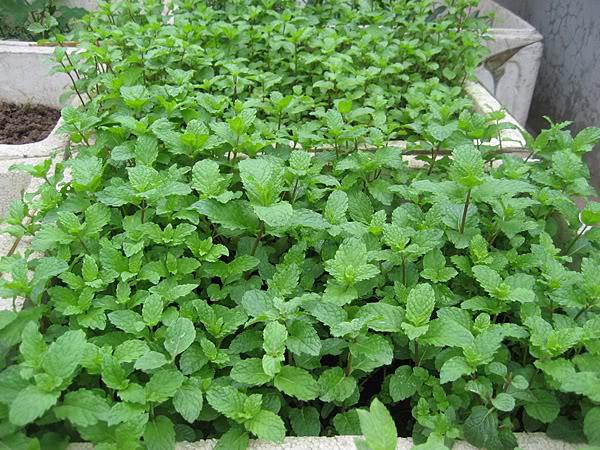 Kỹ thuật trồng c&acirc;y h&uacute;ng lủi trong th&ugrave;ng xốp tại nh&agrave; ai cũng c&oacute; thể thực hiện. Ảnh minh họa